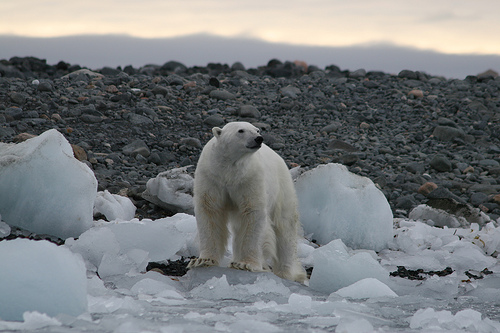 CRUCEROS DE EXPLORACION OSO POLAR NORUEGA POLO NORTE